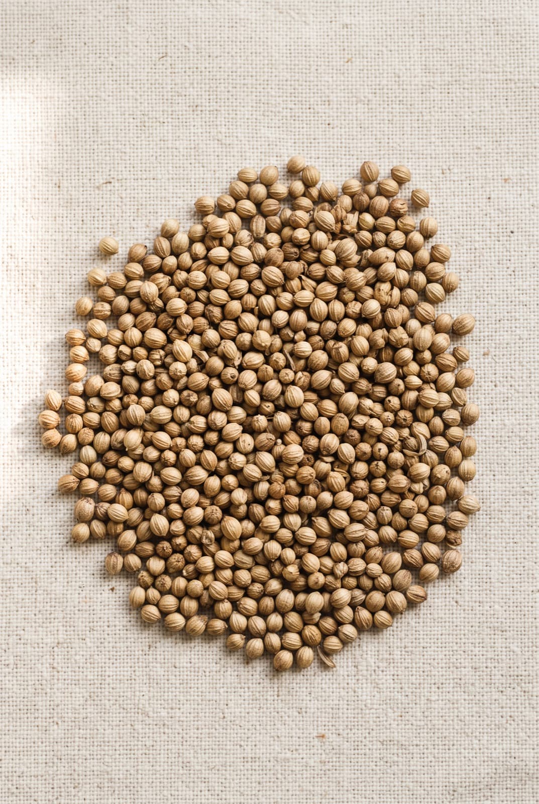 Coriander Seeds — Coriandrum sativum